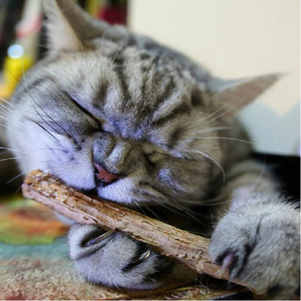 15-60pcs Natural Catnip Pet Cat Molar Toothpaste Stick Matatabi Actinidia Fruit Silvervine Cat Snacks Sticks Pet Cleaning Teeth